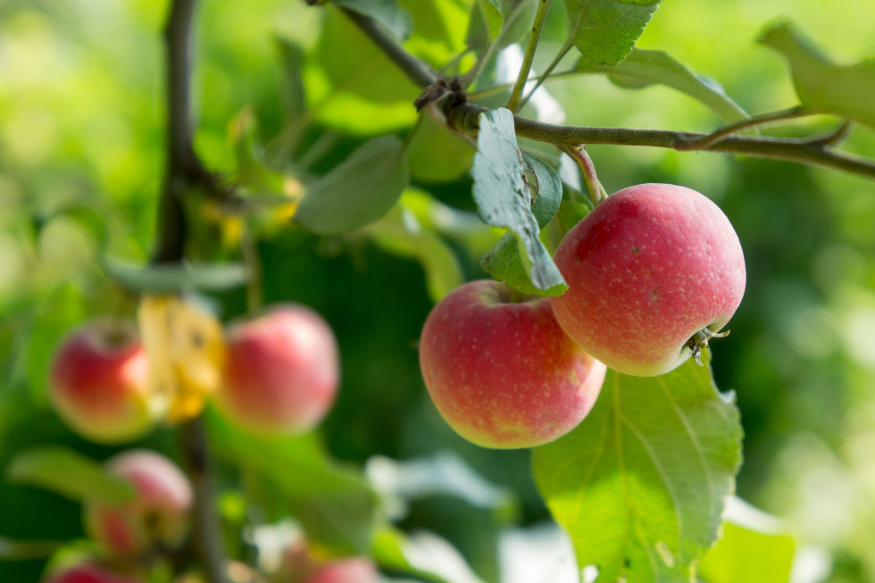 Coraz więcej ekologicznych jabłek w Południowym Tyrolu