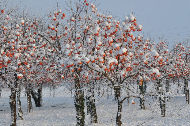 Najmocniej skutki zmiany klimatu odczuje rolnictwo; fot. shutterstock.com Kryzys klimatyczny może być większym wyzwaniem niż Covid