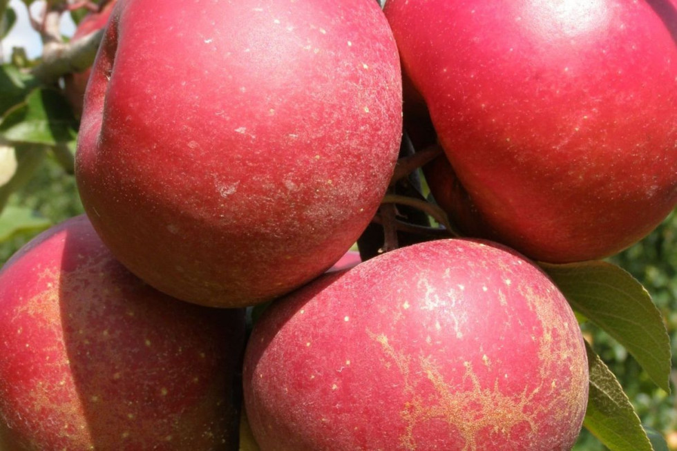 Trinity - czerwonomiąższowe jabłka polecane do przetwórstwa