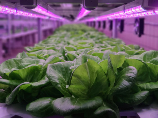 Kanadyjska Agencja Kosmiczna (CSA) ogłosiła konkurs na skuteczne metody produkcji żywności w kosmosie/ fot. shutterstock Kanada ogłosiła konkurs na produkcję kosmicznej żywności