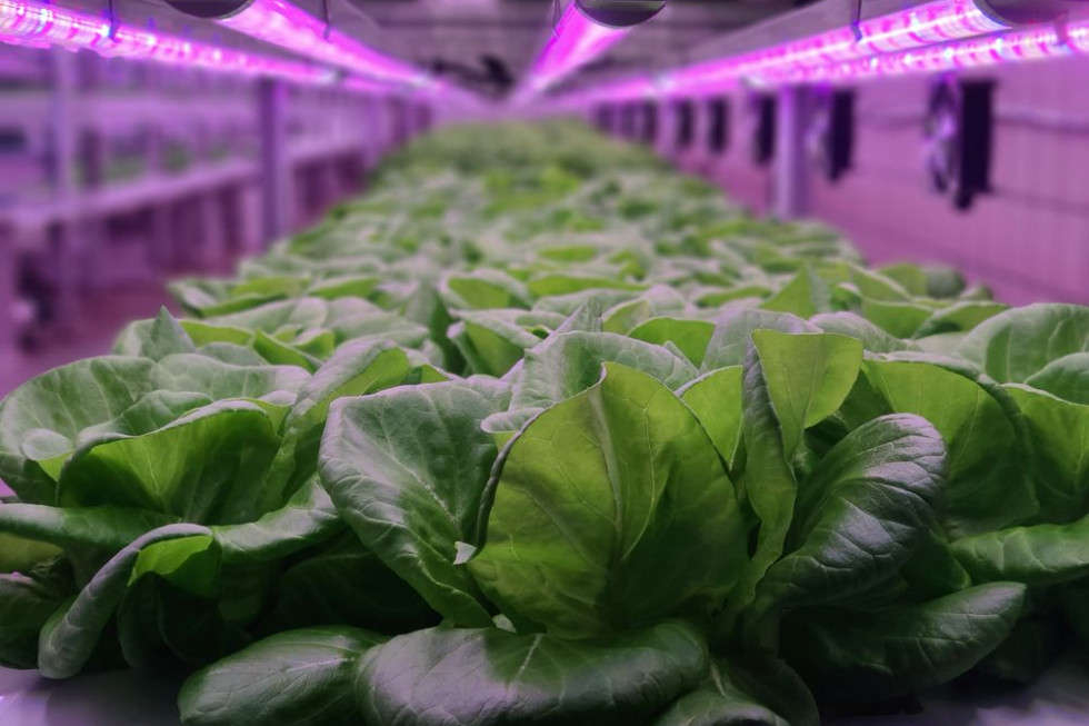 Kanadyjska Agencja Kosmiczna (CSA) ogłosiła konkurs na skuteczne metody produkcji żywności w kosmosie/ fot. shutterstock Kanada ogłosiła konkurs na produkcję kosmicznej żywności