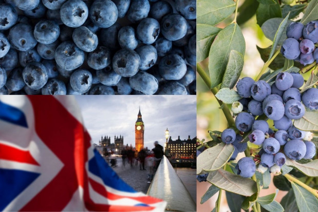 Brexit - jakie wyzwania stoją przed plantatorami borówek?/ fot. shutterstock Brexit – jakie wyzwania przed producentami borówek?