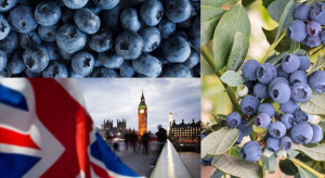 Brexit – jakie wyzwania przed producentami borówek?
