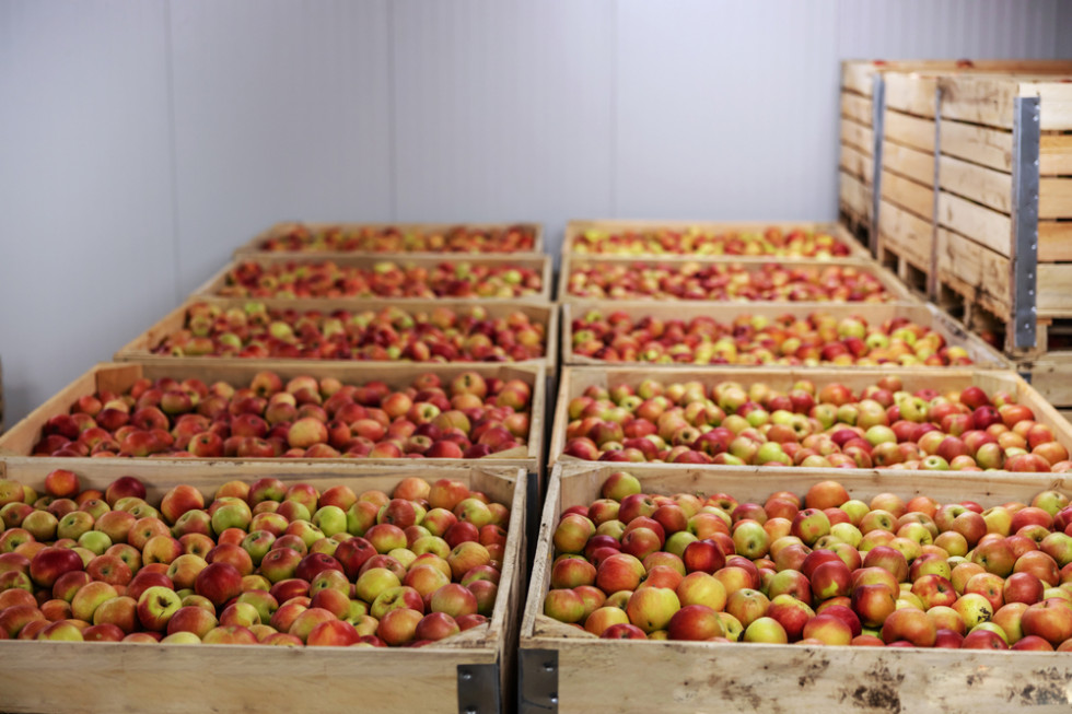 Ceny jabłek na sortowanie: sadownicy wolą sprzedawać za wagę w skrzyni