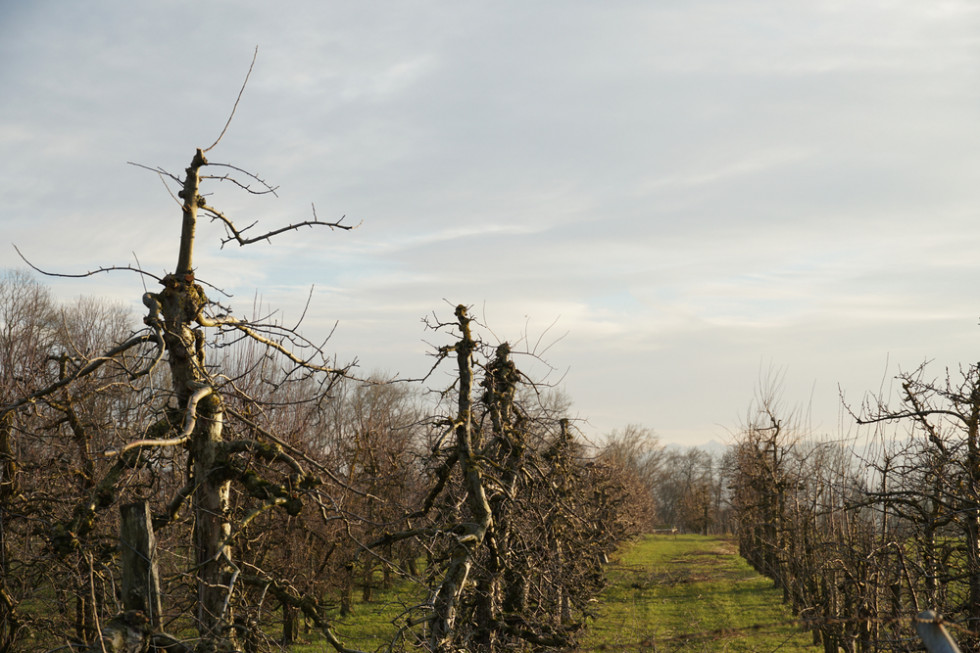 Wczesną wiosną uzupełnaimy składniki pokarmowe niezbędne do wzrostu i rozwoju drzew/ fot. shutterstock Potas - ważny w nawożeniu sadów wczesną wiosną