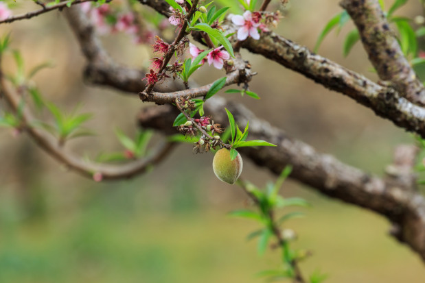 Plantacje sadów pestkowych w regionie Murcia są w pełnym rozkwicie, a pierwsze owoce już rosną na niektórych obszarach/ fot. shutterstock Hiszpania: dobre kwitnienie drzew pestkowych