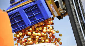 Jabłka przemysłowe: duży popyt w kraju i za granicą