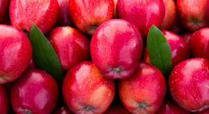 Grójeccy sadownicy pojechali promować europejskie jabłka w Dubaju