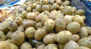 Na Lubelszczyźnie powstanie nowoczesny zakład przetwórstwa ziemniaków?