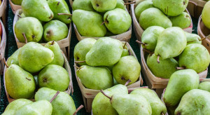 Dlaczego Belgowie porównują swój rynek gruszek do polskiego rynku jabłek?