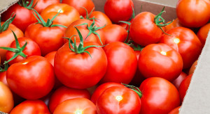 Sprzedaż marokańskich pomidorów do UE wzrosła o 25% w ciągu 5 lat
