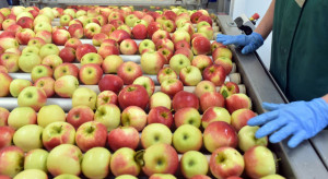 Świętokrzyskie: grupa Złoty Sad buduje chłodnie na 3,7 tys. ton jabłek