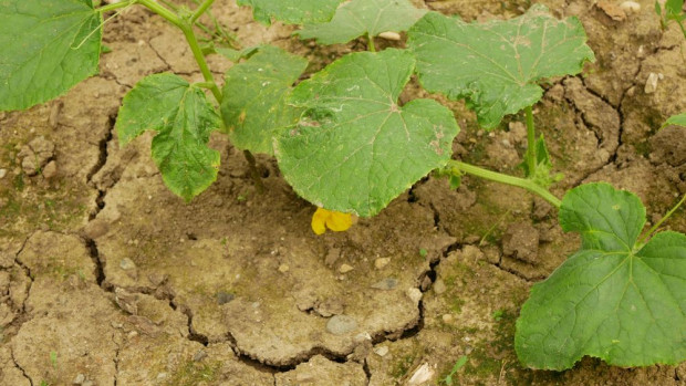 Prawdopodobieństwo suszy wiosną jest dużo niższe/ fot. shutterstock Prawdopodobieństwo suszy wiosną – mniejsze niż przed rokiem
