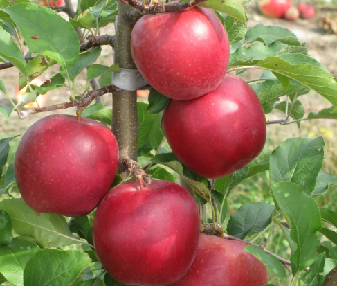 Ligol Red ma szanse wejść do pierwszej trójki odmian jabłoni w Polsce?