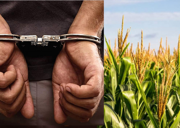 Komisariatu Policji zatrzymali sprawców kradzieży kukurydzy/fot. shutterstock.com Policja zatrzymała sprawców kradzieży kukurydzy