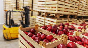 Ceny jabłek na sortowanie: eksporterzy mówią o spadku sprzedaży i słabej jakości