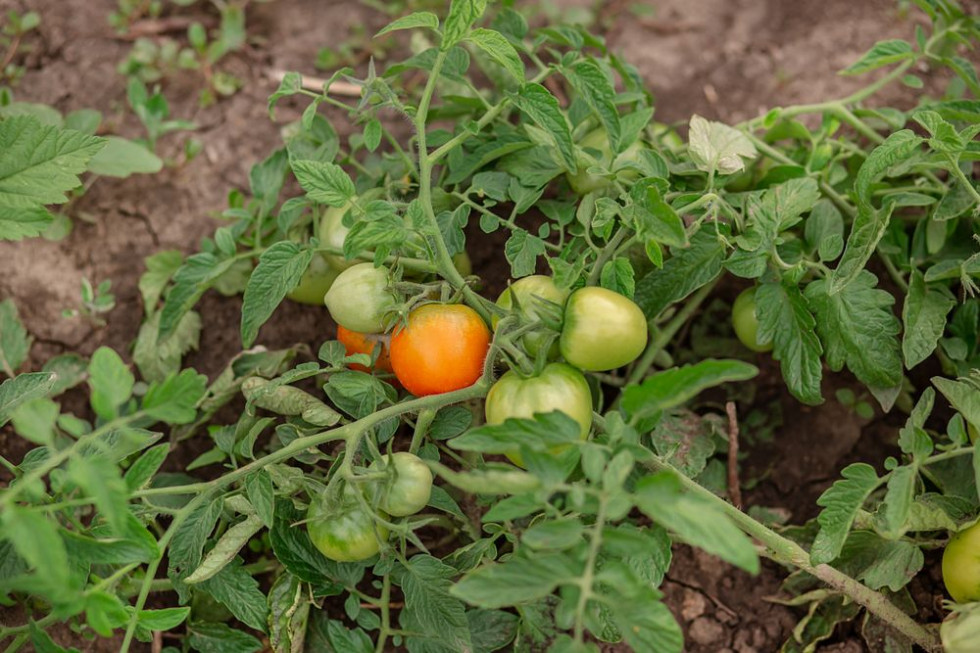 Pomidory gruntowe dla przetwórstwa - wyzwania przed plantatorami