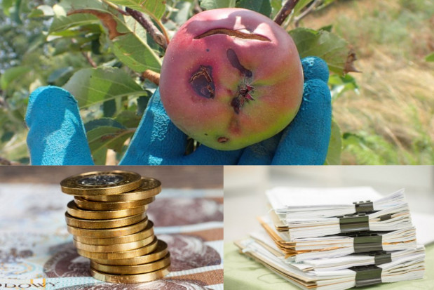 Rusza sprzedaż ubezpieczeń upraw z dopłatą; fot. shutterstock.com Lada moment ruszy sprzedaż ubezpieczeń upraw z dopłatą