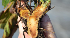 Plantacje truskawek po zimie - jaki stopień uszkodzeń mrozowych? (zdjęcia)
