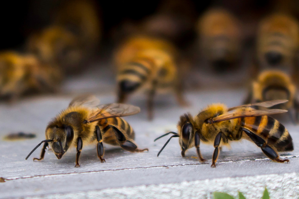 Wczesna wiosna to czas, kiedy budzą się pszczoły/ fot. shutterstock.com Pszczoły gotowe do nowego sezonu