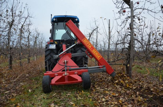 Cięcie korzeni wykonujemy wczesną wiosną, przed ruszeniem wegetacji lub na jej początku/ fot. materiały redakcji Wiosenne cięcie korzeni - jaką technikę wybrać?