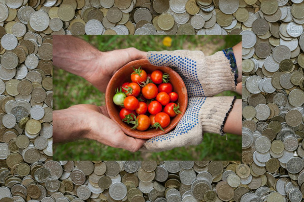 Na rolnictwo i obszary wiejskie z Krajowego Planu Odbudowy zostanie przeznaczone 20 proc. środków; fot. unsplash.com 1/5 środków KPO na rolnictwo i obszary wiejskie