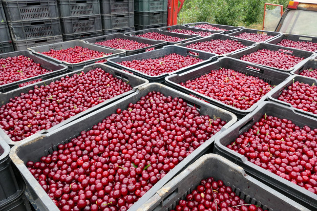 Polscy sadownicy zebrali w zeszłym roku 150 tys. ton wiśni; fot. shutterstock.com Polska wśród liderów produkcji wiśni na świecie