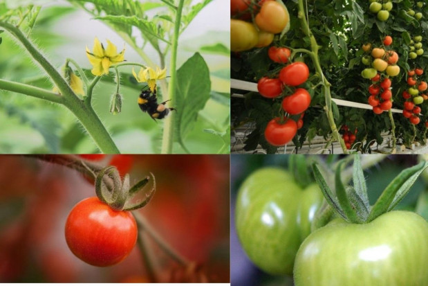 Trzmiele powszechnie wykorzystuje się w uprawach pomidorów pod osłonami/ fot. shutterstock, pixabay Trzmiele do zapylania upraw pomidora pod osłonami