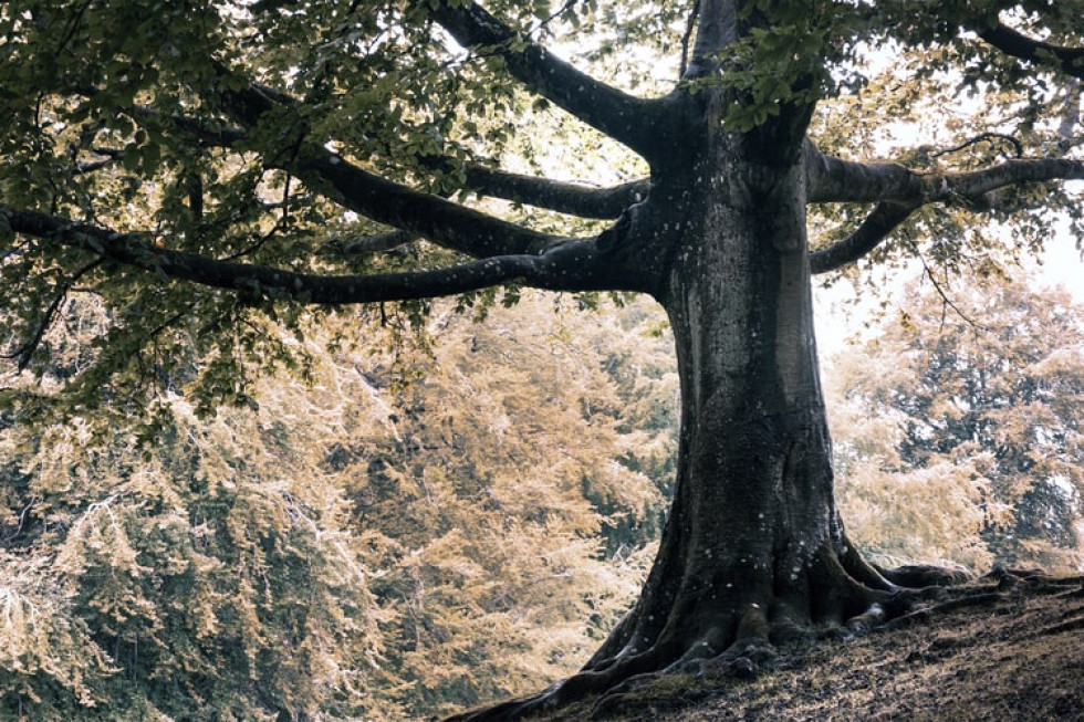 W Polsce co ósme drzewo ma sto lat