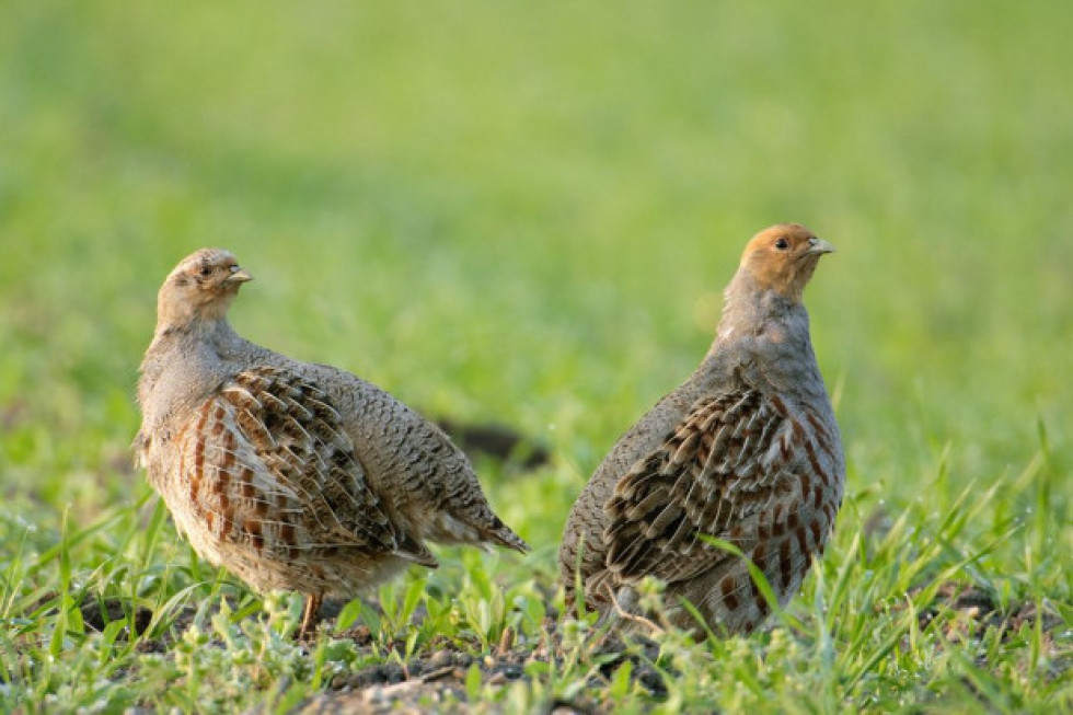 700 kuropatw wypuszczono na pola w okolicach Oleśnicy na Dolnym Śląsku/ fot. shutterstock W okolicach Oleśnicy wypuszczono na pola 700 kuropatw