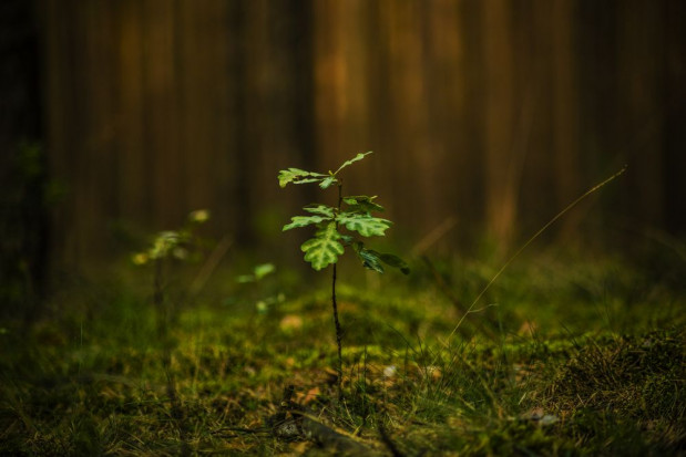 Od 15 marca ARiMR przyjmuje wnioski o przyznanie premii pielęgnacyjnej i zalesieniowej/ fot. shutterstock Las ze wsparciem ARiMR - nabór wniosków na dwie premie