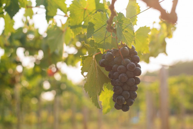 Miejska winnica powstanie w Tarnowie (woj. małopolskie)/ fot. shutterstock Tarnów: W Parku Sanguszków powstanie miejska winnica