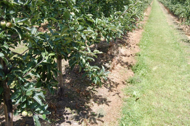 Nowy produkt Ciech Sarzyna w pierwszej fazie będzie przeznaczony do stosowania także w uprawach sadowniczych / fot. sadyogrody CIECH rusza z produkcją środka ochrony roślin na bazie technologii BGT