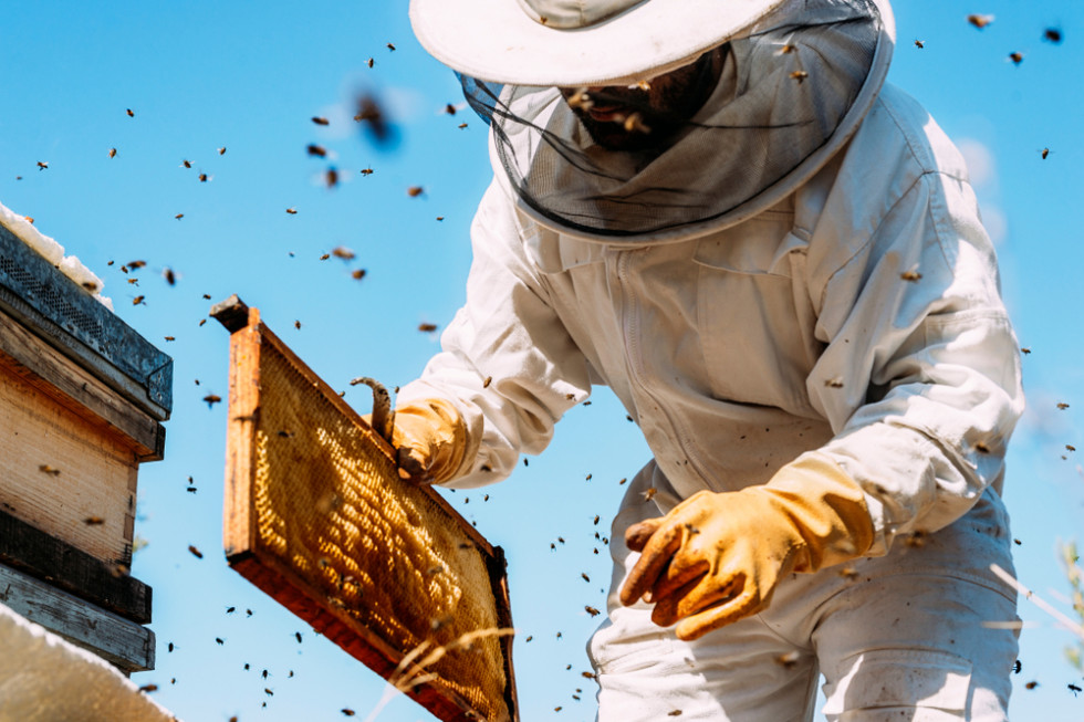 W tym roku pszczelarze mogą liczyć na milionowe wsparcie
