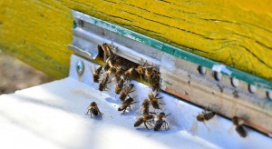 Ruszyło badanie strat zimowych rodzin pszczelich