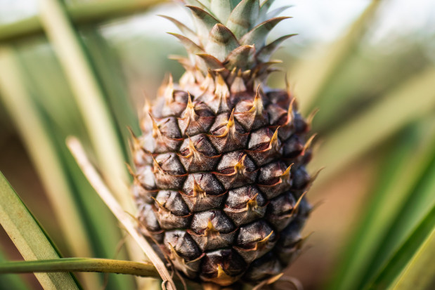 Japonia ratuje tajwańskie ananasy w akcie wdzięczności