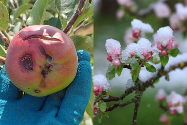 Plantatorzy owoców czekają na oficjalne rozpoczęcie sprzedaży dotowanych ubezpieczeń upraw PZU: jakie terminy ubezpieczania upraw od przymrozków i gradu?