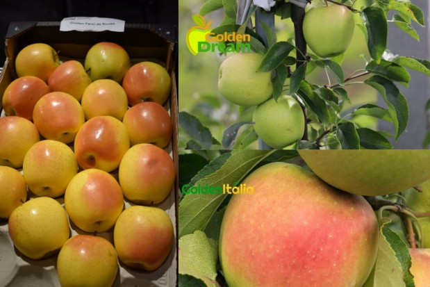 Które mutacje Goldena najczęściej sadzą polscy sadownicy?/ fot sadyogrody; AJ!Apple Które sporty Goldena wybrać do sadu?