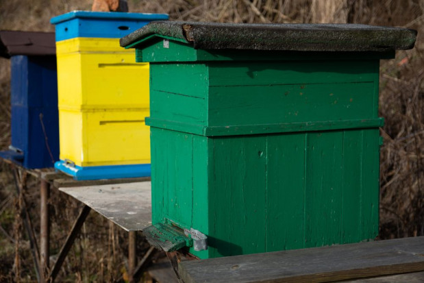 Z trzech pasiek w powiecie żagańskim (woj. lubuskie) skradziono 71 uli / fot. shutterstock Lubuskie: skradziono 71 uli wraz rodzinami pszczelimi