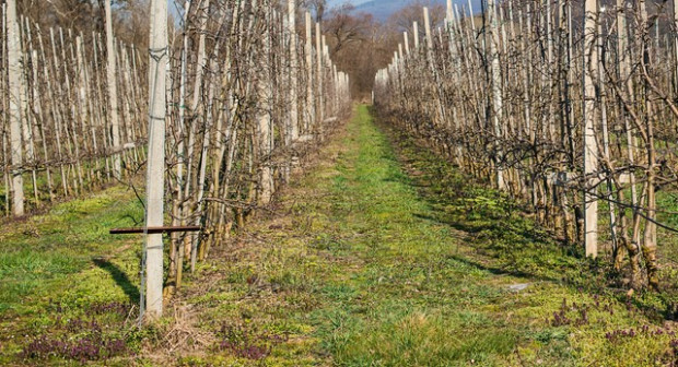 Liczenie występująca populacja zajęcy wyrządza bardzo duże straty w sadach/ fot. shutterstock.com Młode sady niszczone przez zające - będą odszkodowania?