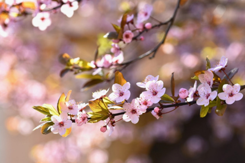 26 marca oficjalnie rozpoczął się tegoroczny sezon kwitnienia wiśni w Japonii/ fot. shutterstock Japonia: Wiśnie jeszcze nigdy nie kwitły tak wcześnie