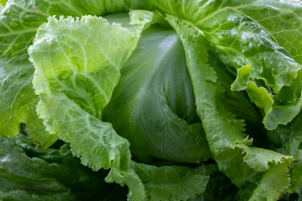 Nagłe spadki temperatury w Hiszpanii mogą zmniejszyć podaż warzyw/ fot. pixabay Hiszpania: Spadki temperatur mogą dodatkowo zmniejszyć podaż warzyw