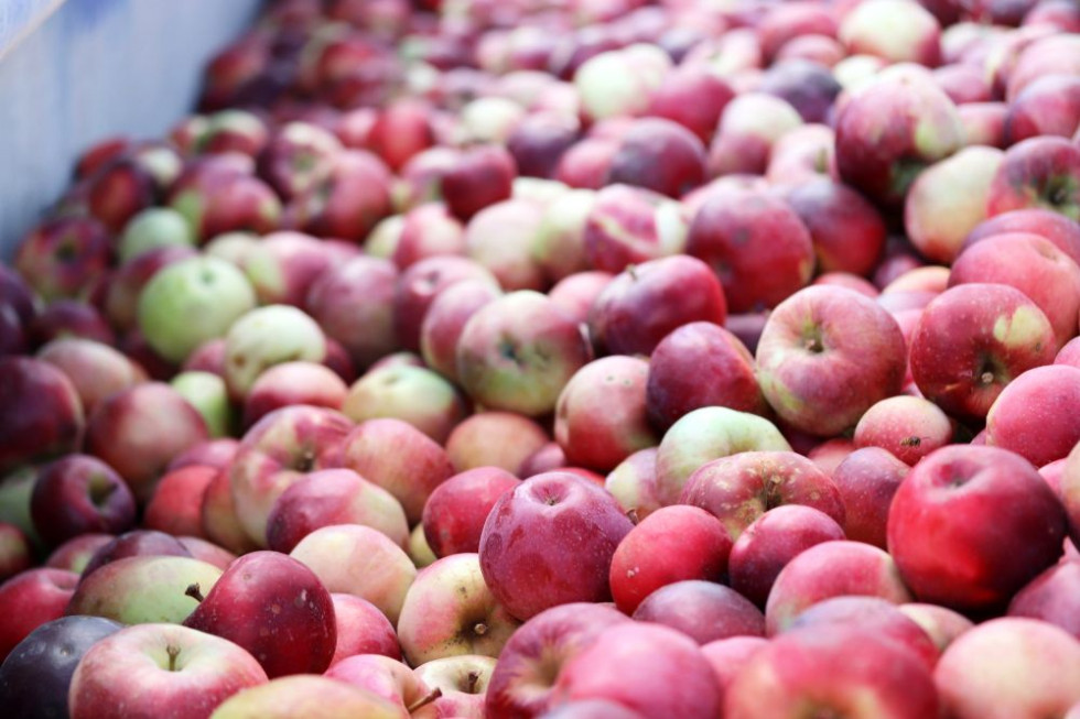 Mazowieckie: Ceny jabłek przemysłowych spadną jeszcze bardziej?
