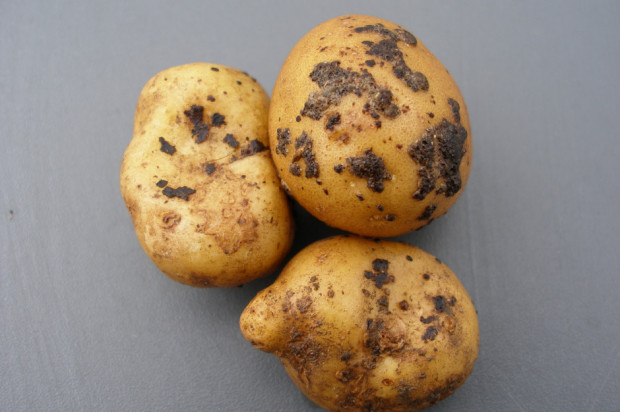 Ospowatość bulw, skleroty Rhizoctonia solani/ fot. farmer.pl Dlaczego warto zaprawiać bulwy ziemniaka?