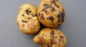 Dlaczego warto zaprawiać bulwy ziemniaka?