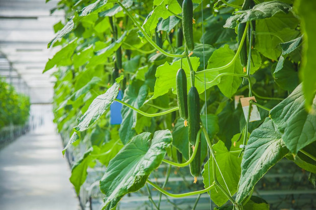 Jakie biologiczne rozwiązania na przędziorki?/ fot. shutterstock Jak kontrolować przędziorki w uprawie ogórka pod osłonami?