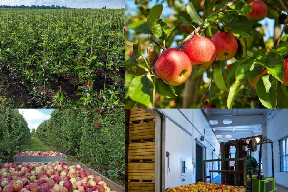 Jakie zmiany w produkcji jabłek w Rosji?