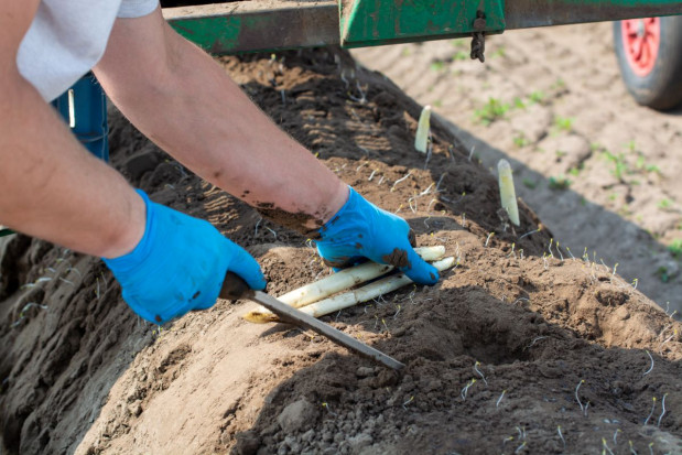 Ułatwienia dla pracowników sezonowych w Niemczech; fot. shutterstock.com Zagraniczni pracownicy sezonowi w Niemczech zwolnieni z ubezpieczenia