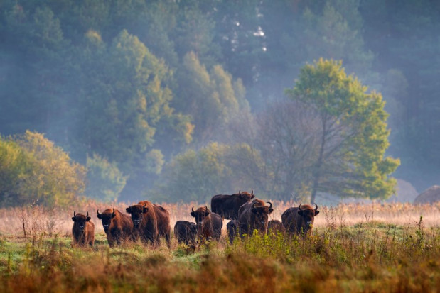 Rolnicy posiadający grunty na obrzeżach lub wewnątrz Puszczy Białowieskiej mogą je wydzierżawić na potrzeby żubrów/ fot. shutterstock Podlaskie: rolnicy mogą wydzierżawić grunty na potrzeby żubrów