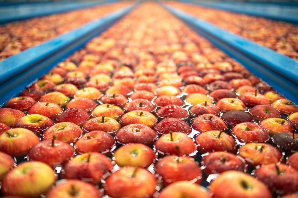 Tempo upłynniania zapasów jabłek niższe niż przed rokiem